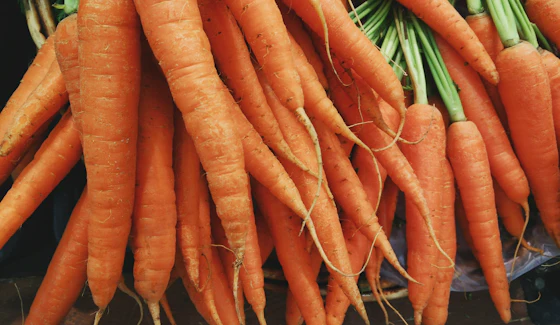 A bundle of fresh carrots