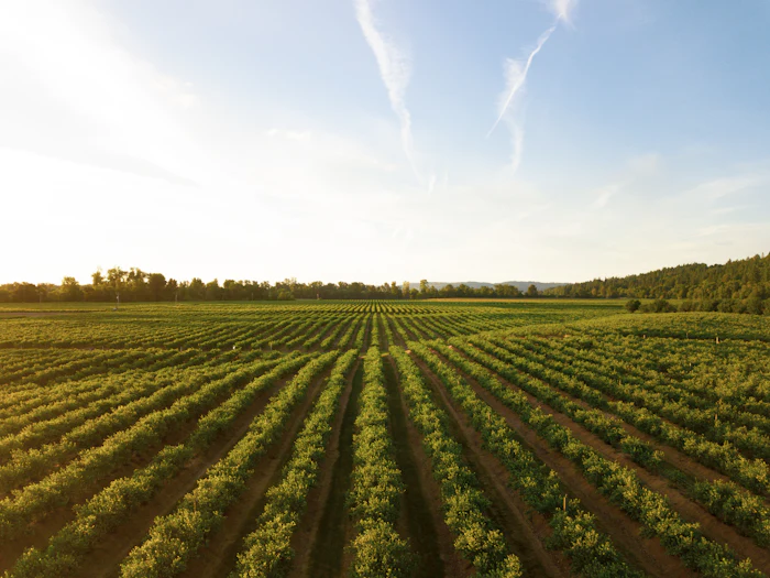 Rows of irrigated feed crops stretching to the horizon