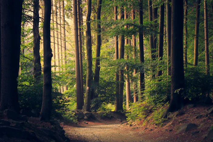 A quiet path through a dense green forest