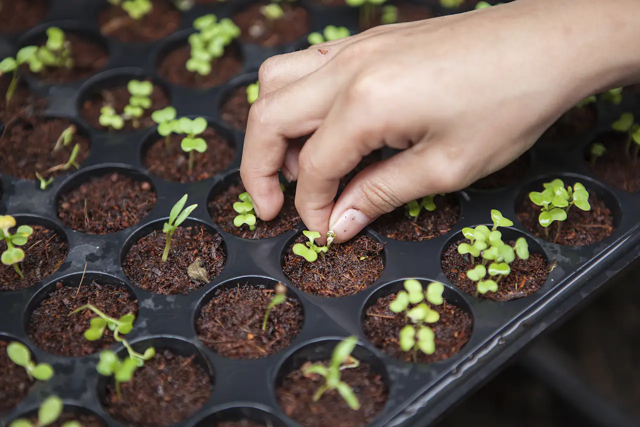 A hand tending rows of young seedlings in a propagation tray