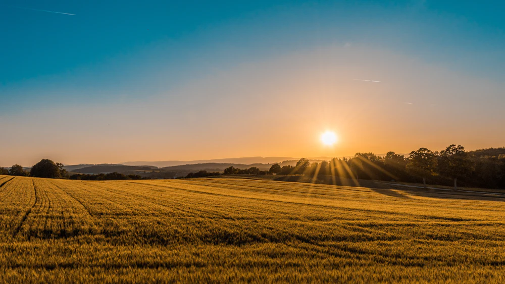 A field of ripening grain at sunset